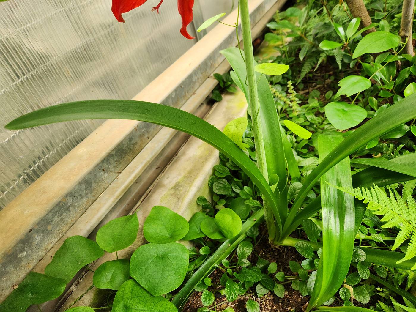 아마릴리스 Amaryllis