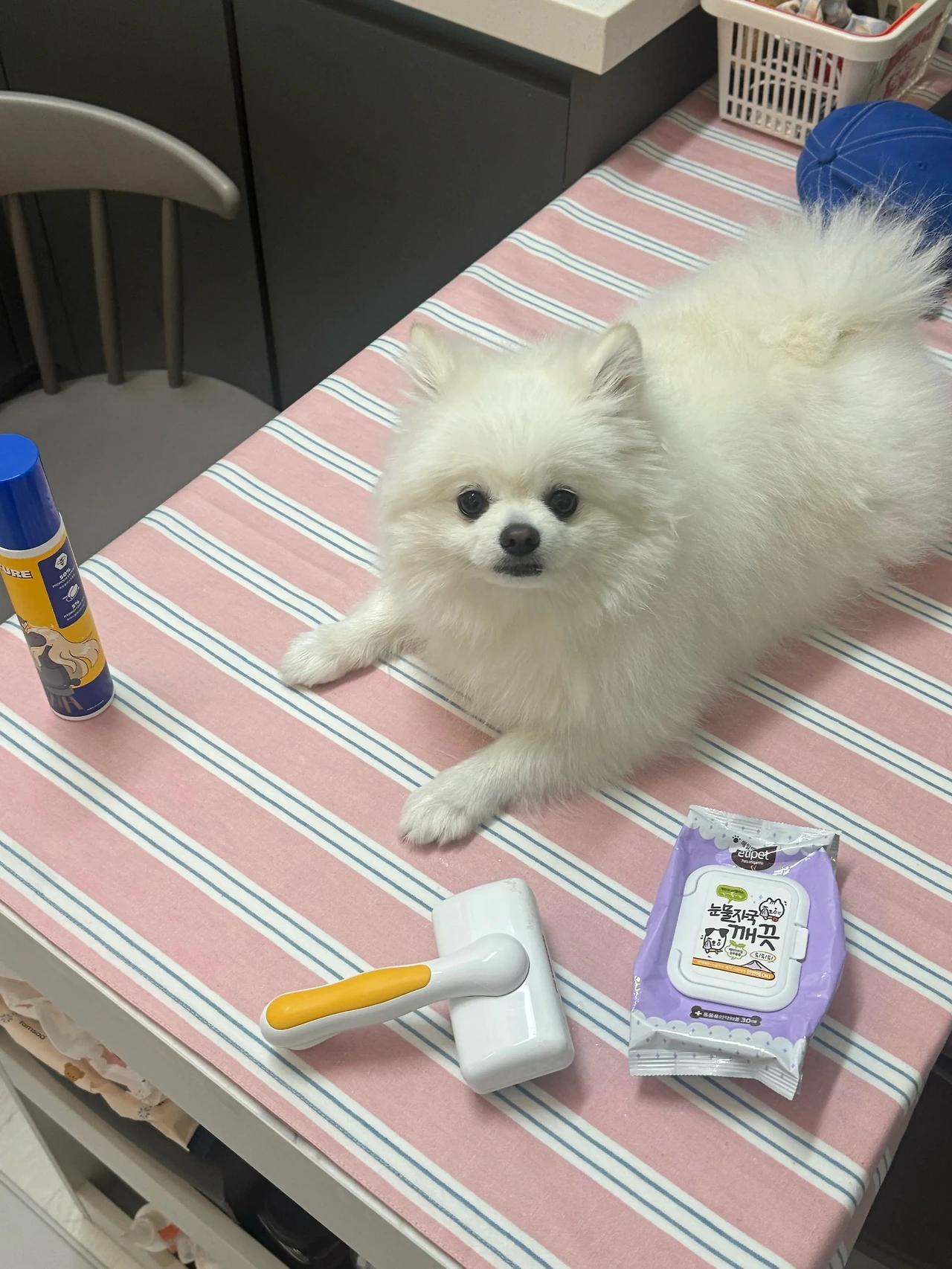 강아지 발을 씻기고 몸을 깨끗하게 관리하는 모습