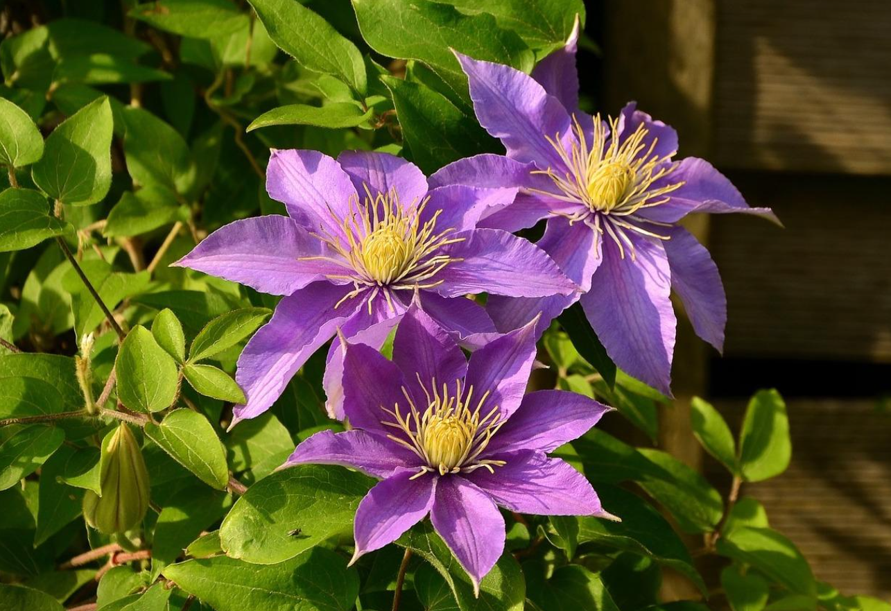 Clematis