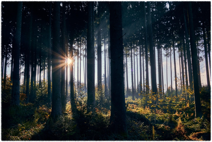아이와 함께하는 팔공산 단풍 산책 (케이블카, 자연체험)