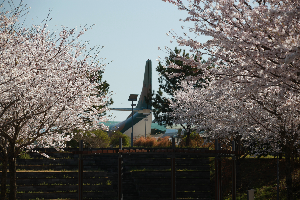 제주벚꽃인생샷