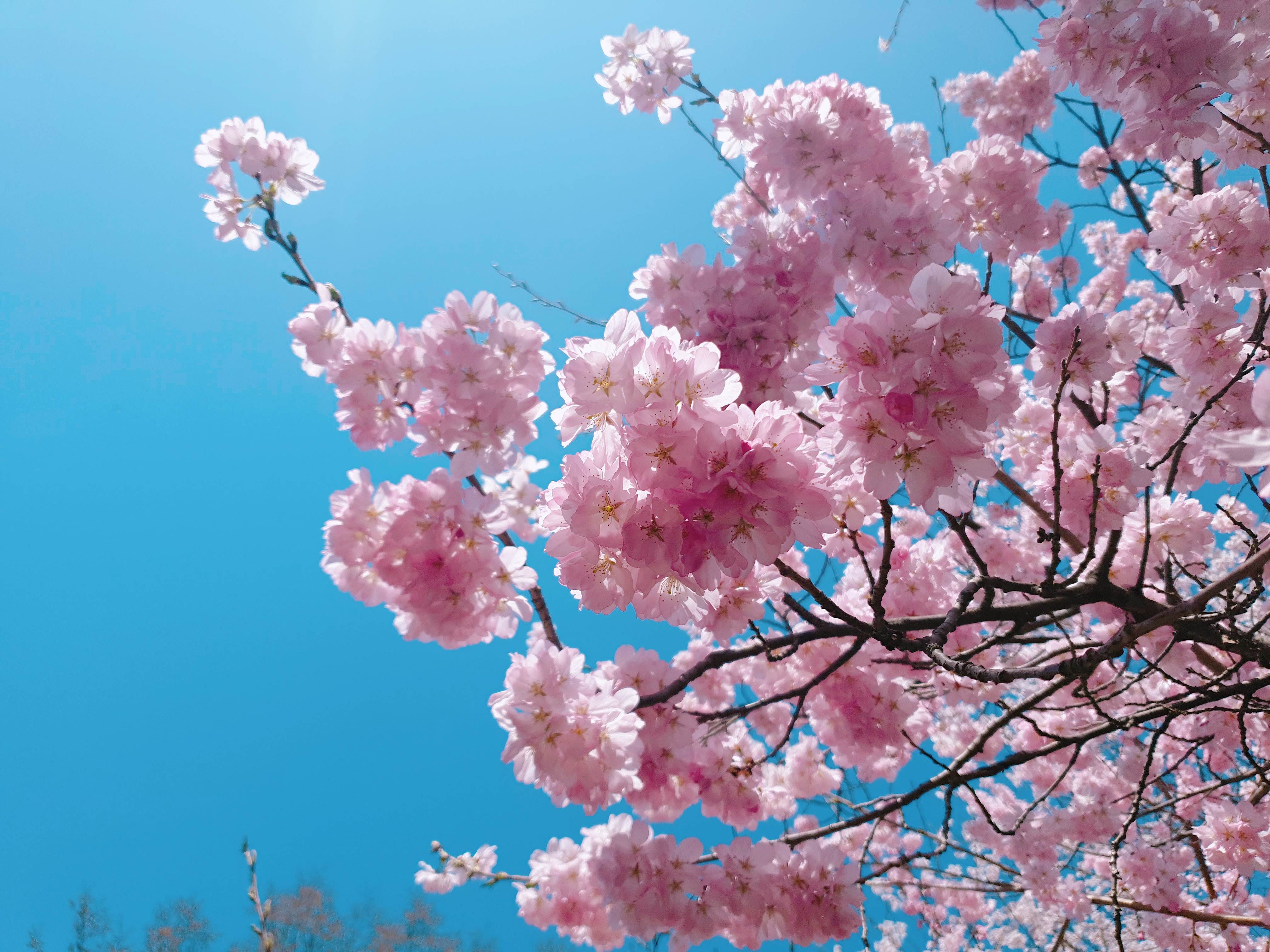 제주공항 가까운 벚꽃명소