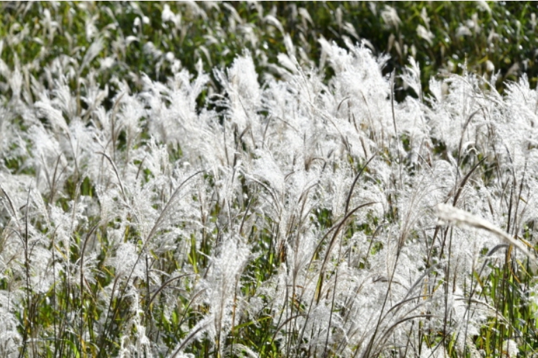 포천 명성산 억새꽃축제 가을에 여행하기 좋은곳 추천