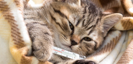 이불에서 체온계를 들고 있는 고양이.