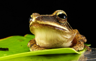 양서류 사육 환경과 건강관리 노하우