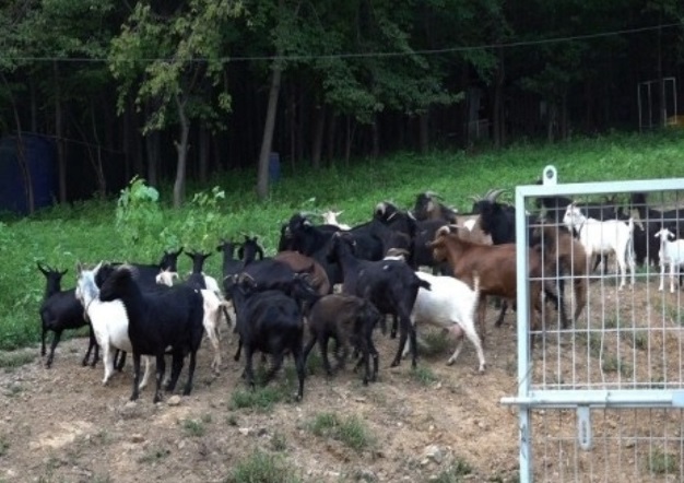 사노라면-염소할배-얼음공주-황혼일기-염소탕-장마루촌꾸메골염소탕-파주
