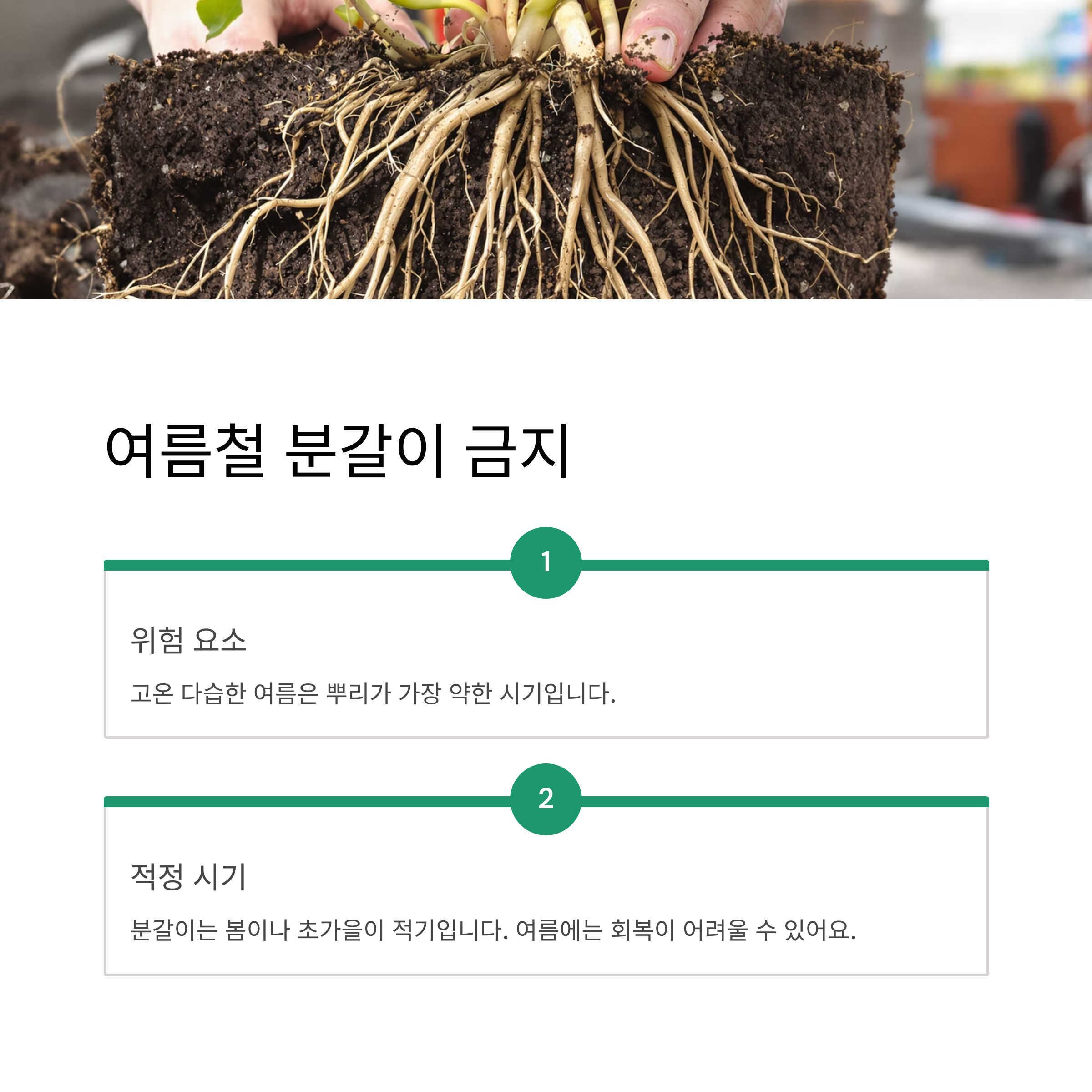 여름철 분갈이 금지