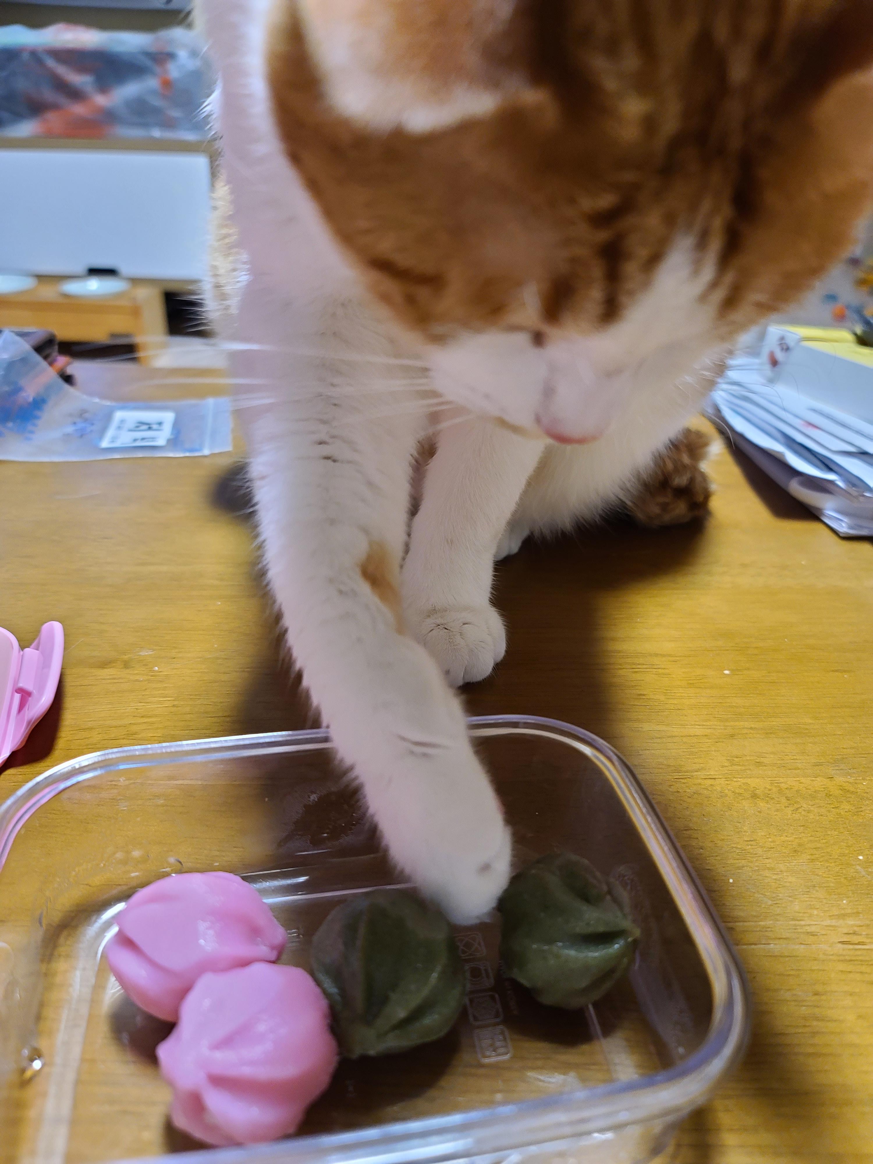 막둥이 삐용이의 장난감통 열기와 우리집 고양이들의 행동교정 방법.