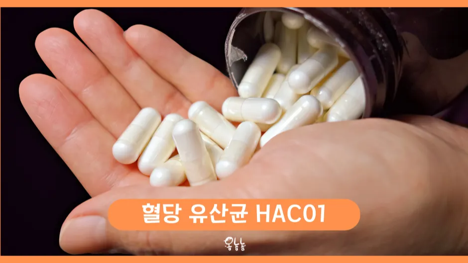 혈당 유산균 HAC01