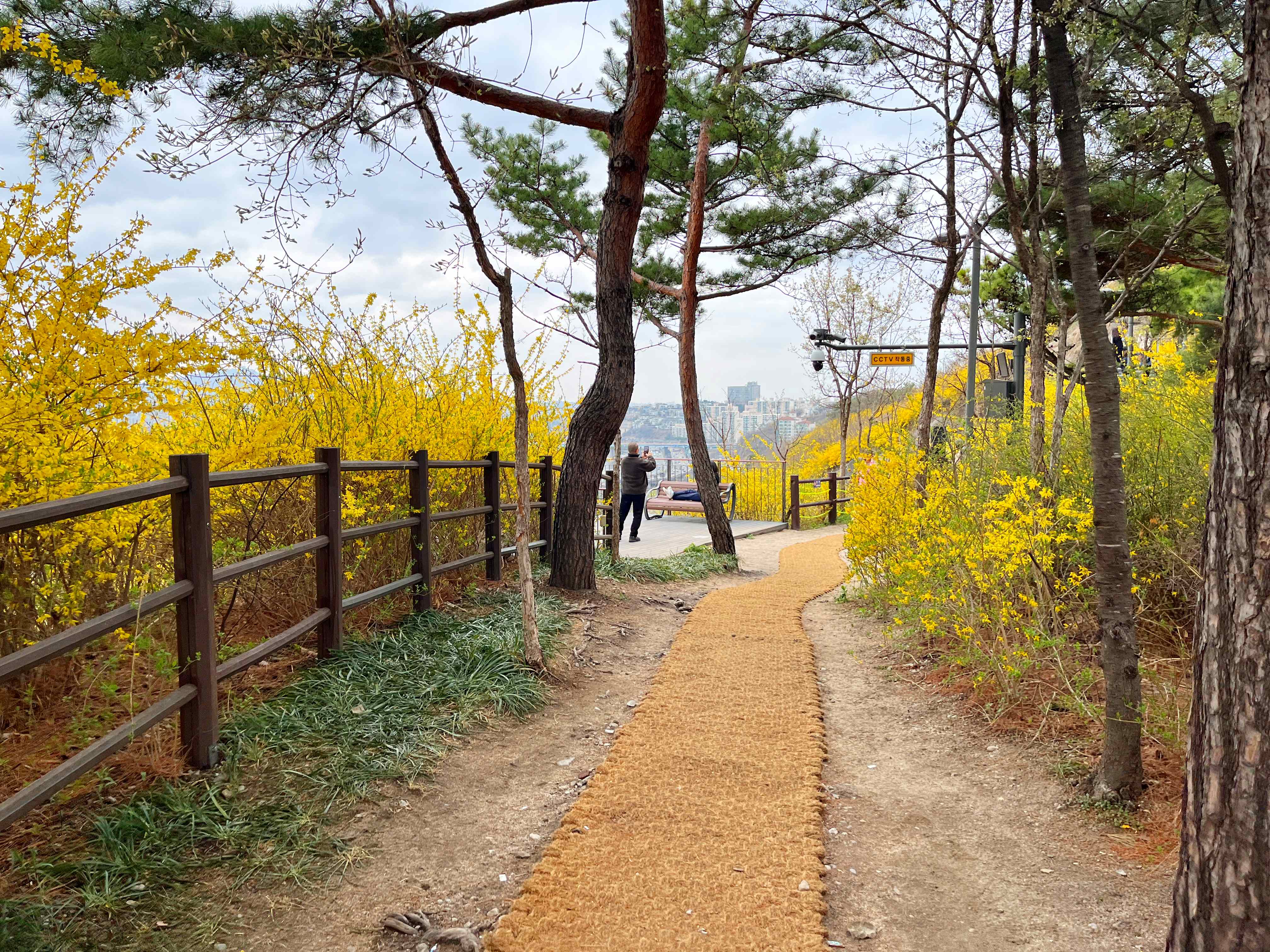 응봉산 개나리