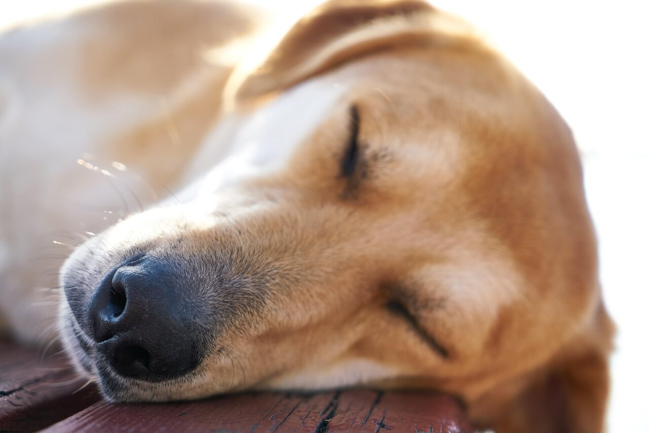 한강 잠퍼자기 대회