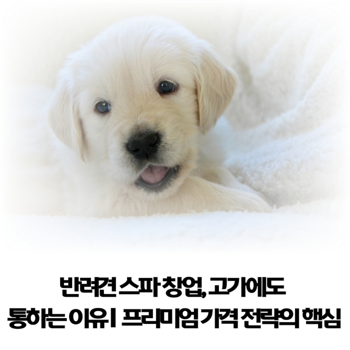 반려견-스파-창업