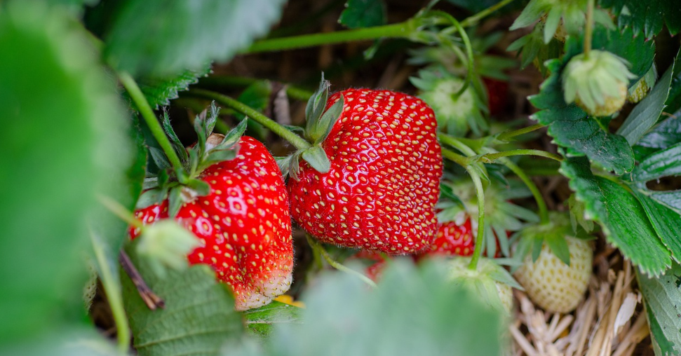 딸기의 모습