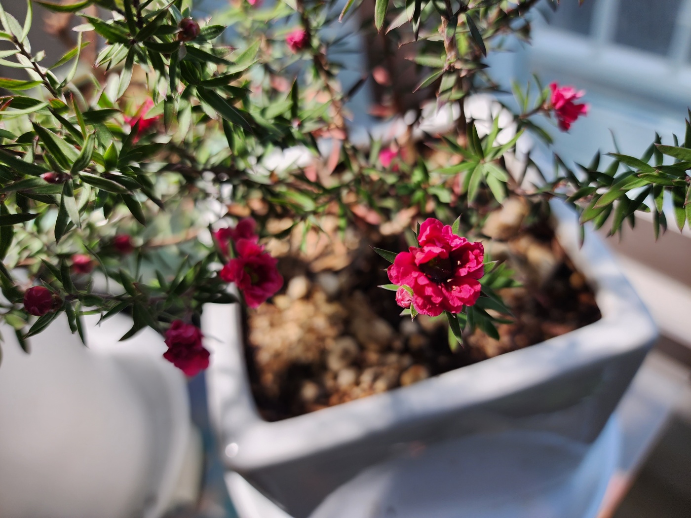 꽃이 피고있는 호주매화