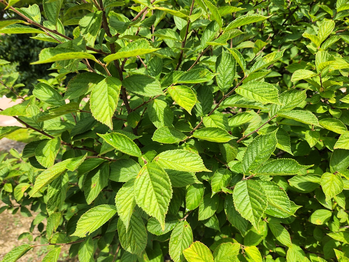 앵도나무(앵두나무)