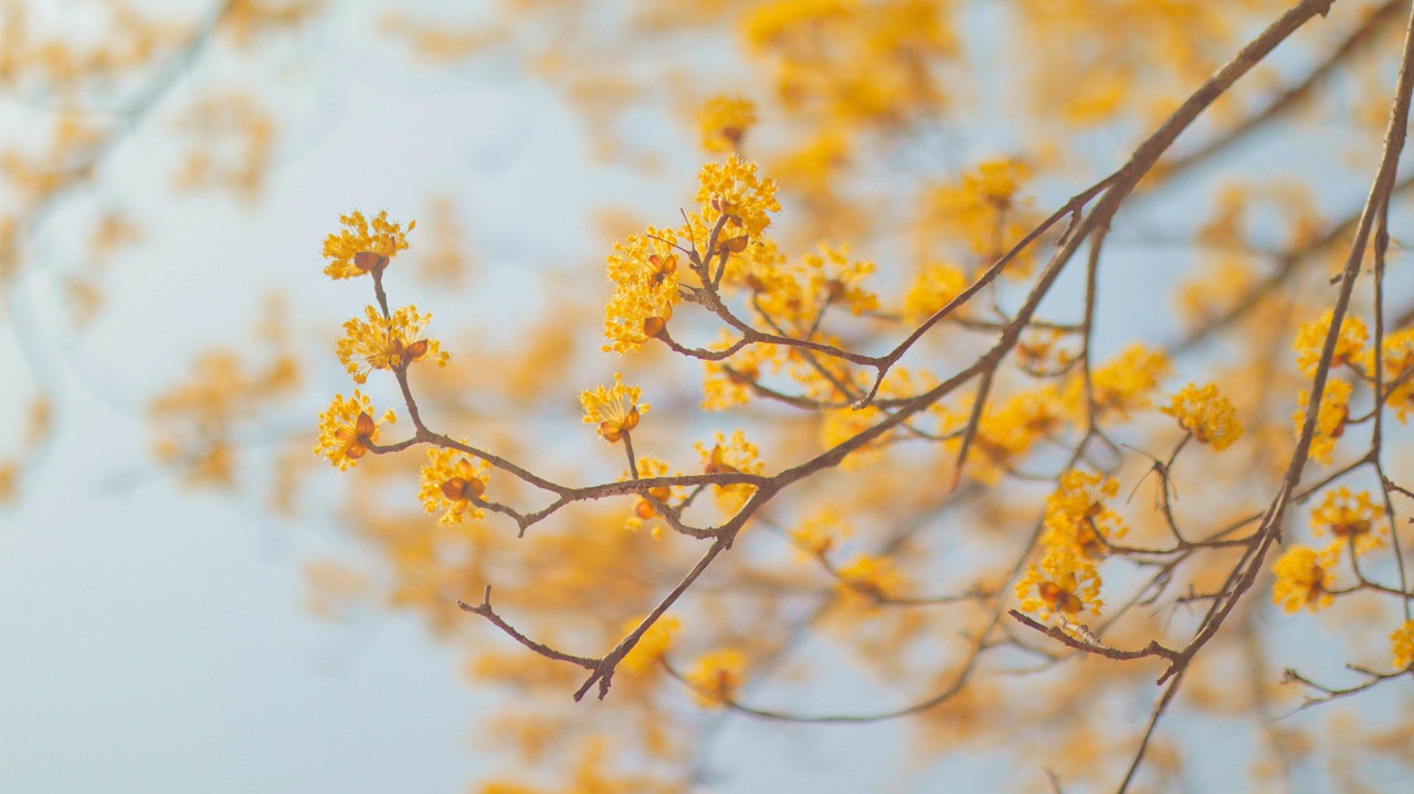 2025 구례 산수유축제 정보