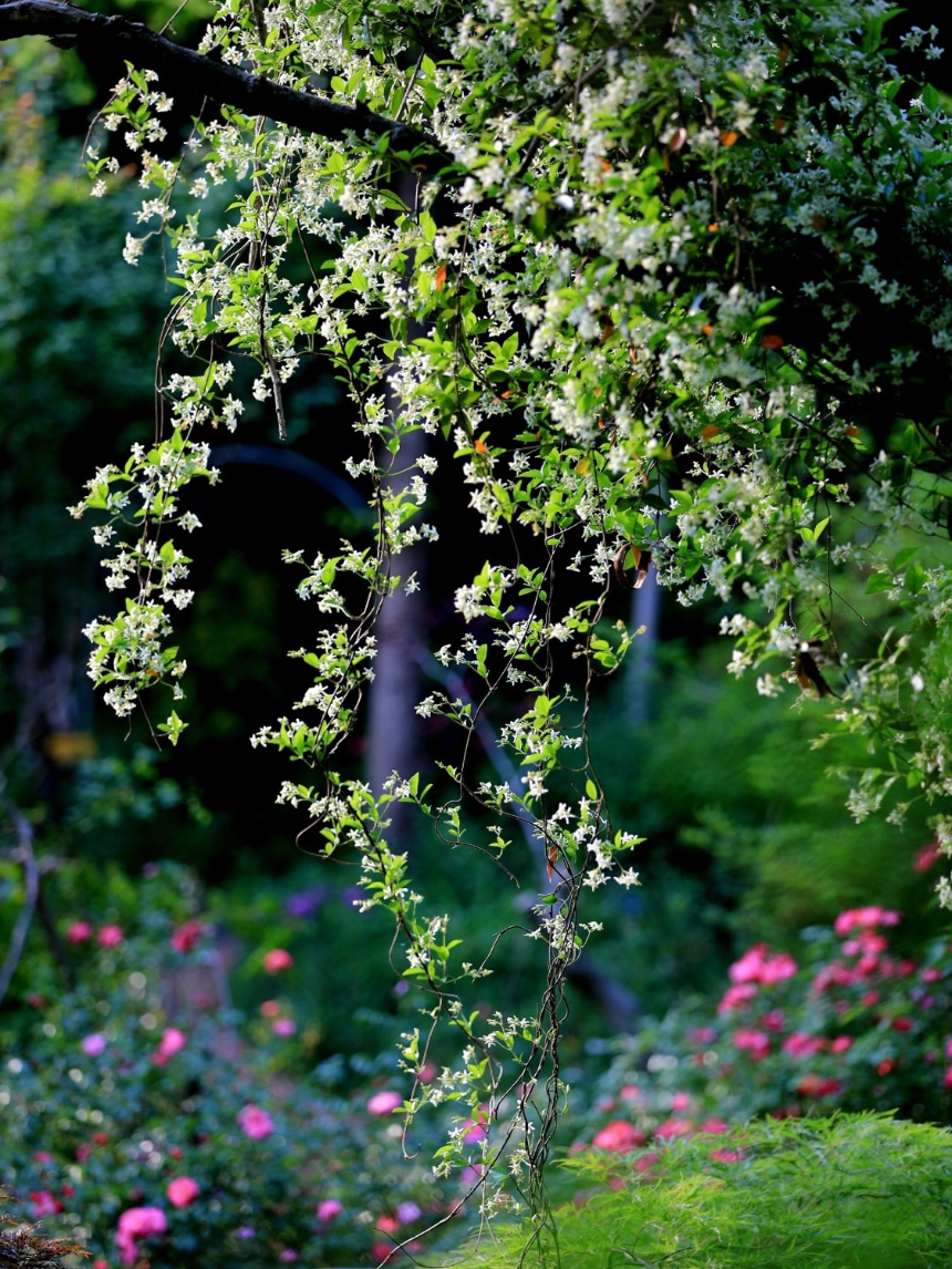 특색있고 아름다운 민간 정원 30선 추천 여행 - 22. 담양 죽화경