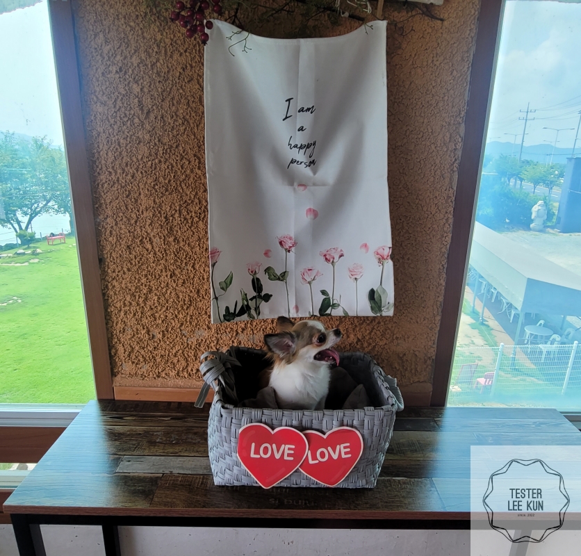 포토존 강아지 사진2