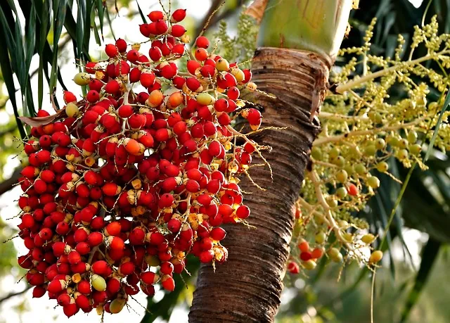 &amp;quot;아레카야자