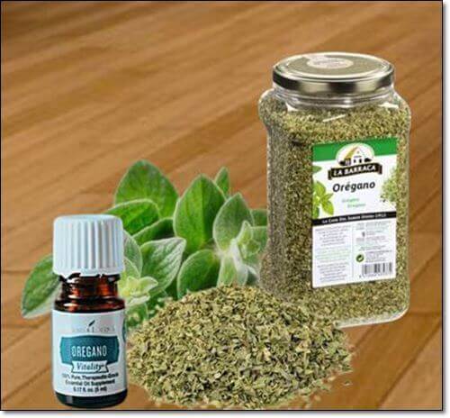 오레가노오일 효능