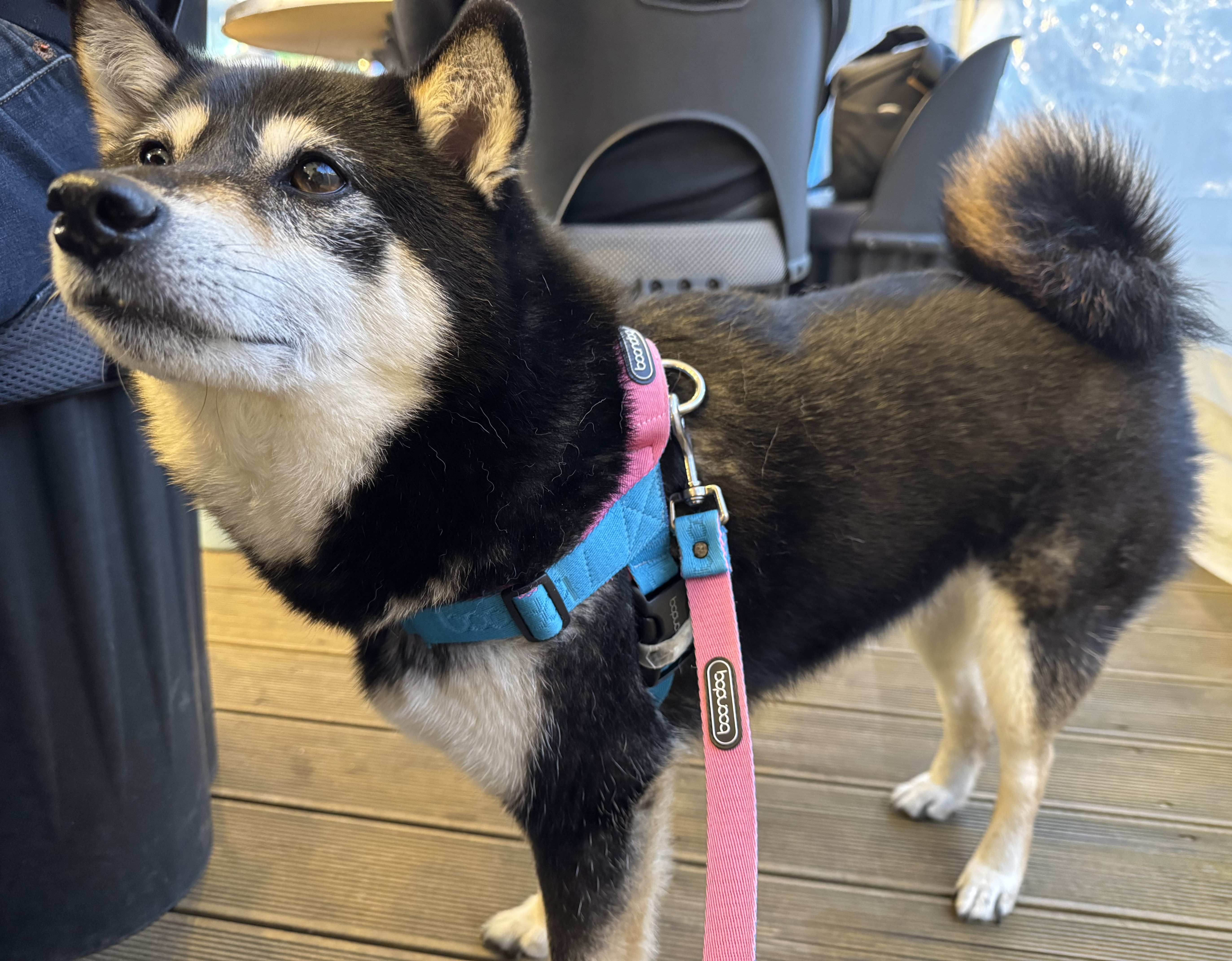 우리 반려견에게 맞는 리드줄, 하네스 추천