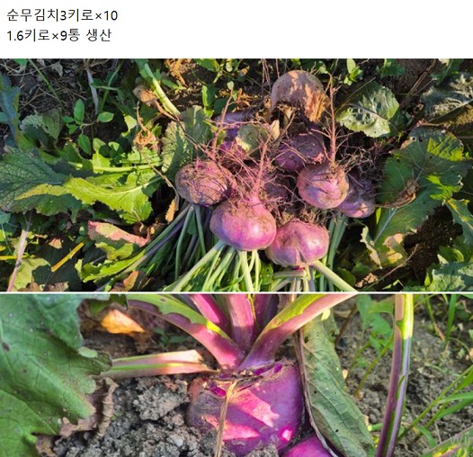 한국인의밥상-강화-순무김치-최월숙