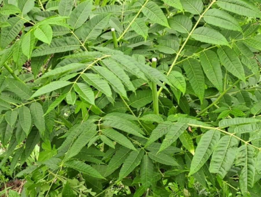 야생에서 크고 있는 참죽나무의 초록색 잎과 줄기를 확대하여 찍은 사진