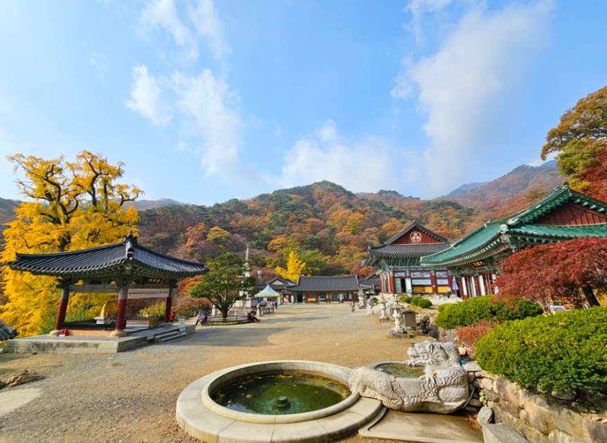 용문사 은행나무1