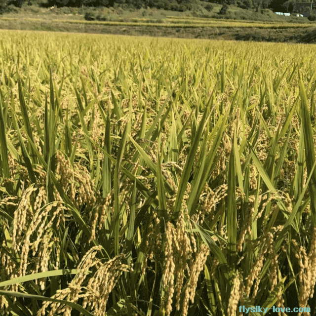 기능성 쌀 찰녹미
