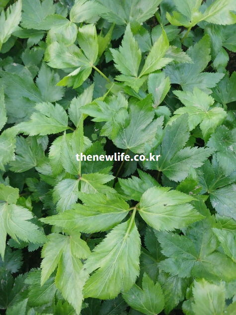 싱싱한 당귀잎 근접 촬영 이미지