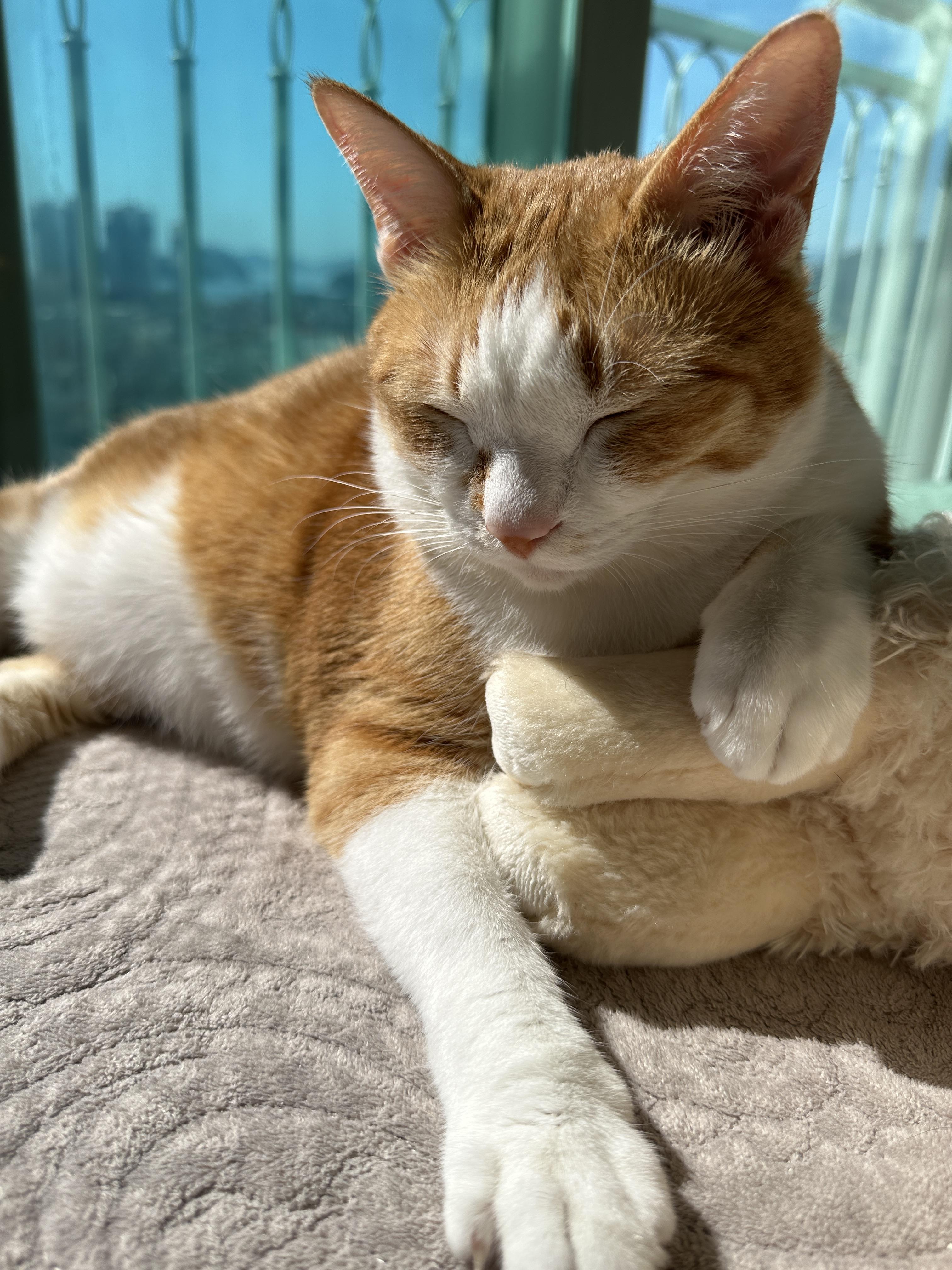 얼굴을_가까이_찍은_호야