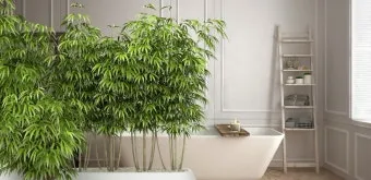 욕실 식물 추천 습도사랑 종류 물주기 환기요령 곰팡이 예방 팁_10