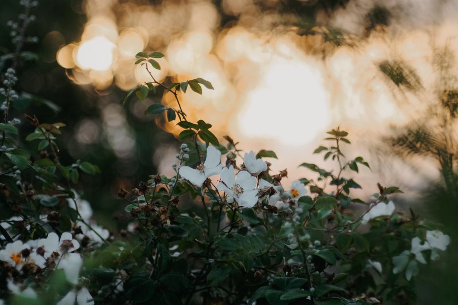 Vibrant white flowers illuminated by a warm sunset glow. Perfect for nature themes.