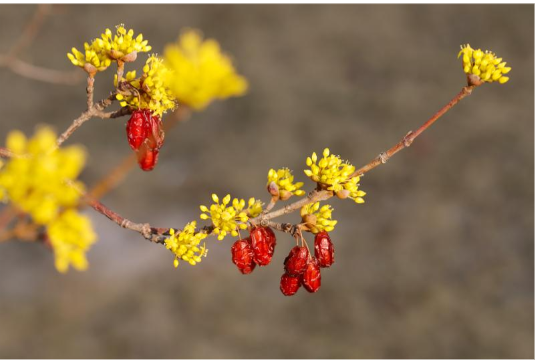 구례 산수유 꽃 축제