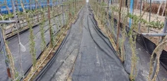 구기자 재배 삽목 번식 가지치기 건조 보관_12