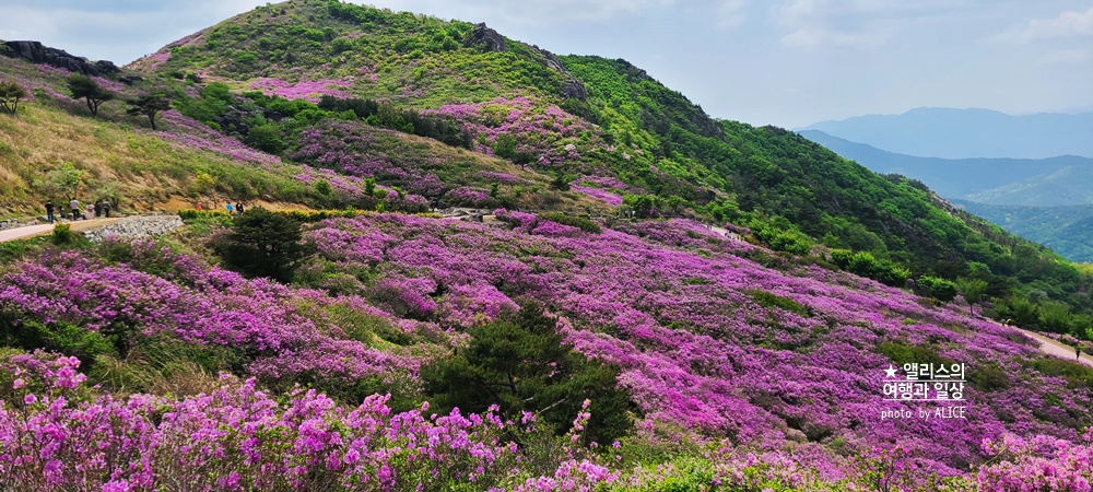 황매산 철쭉 개화시기, 셔틀버스, 산청 합천 5월 가볼만한곳