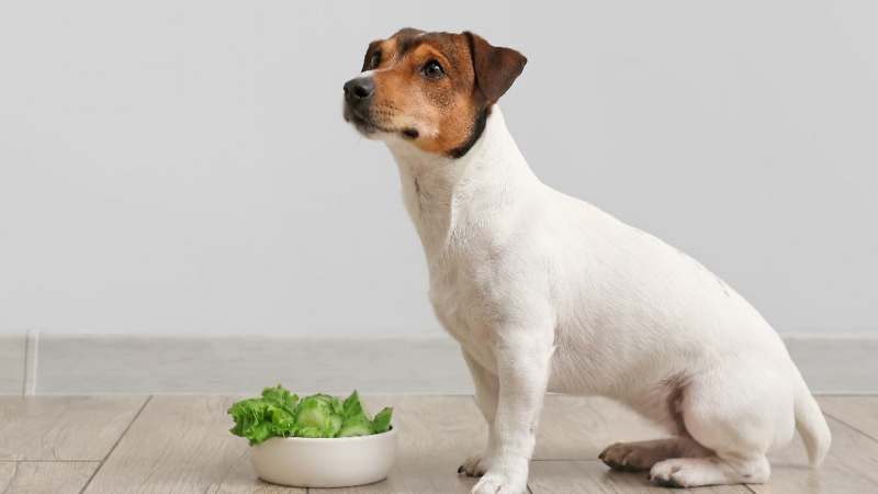 강아지가 양배추 먹어도 되나요?