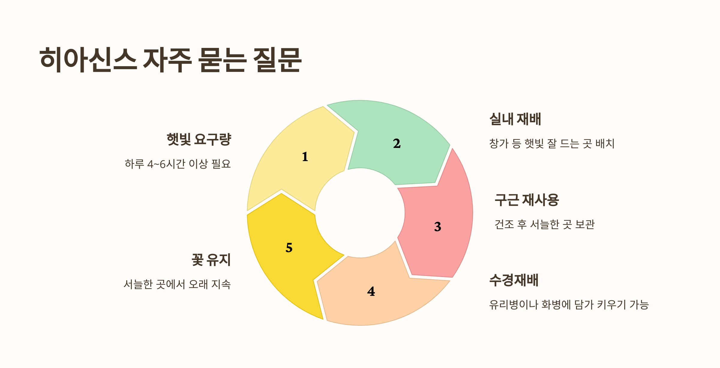 히아신스