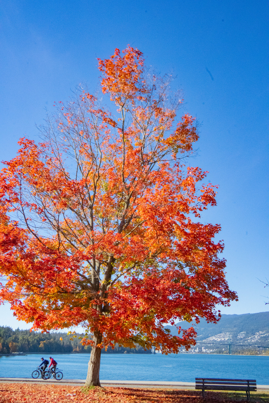 밴쿠버 스탠리 공원 단풍