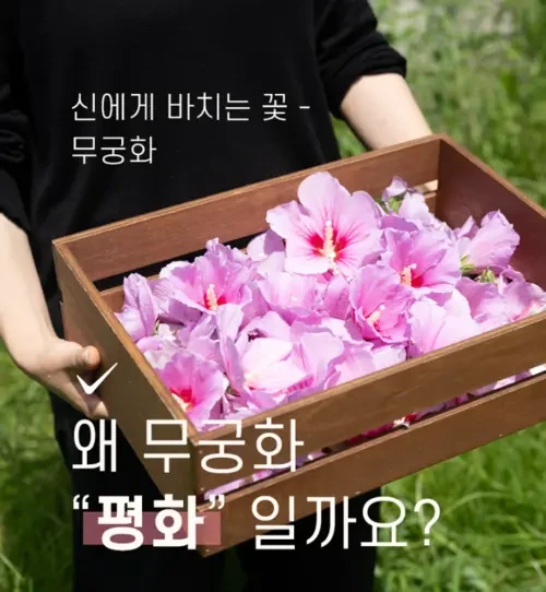 무궁핏 부작용 효능 내돈내산 후기 복용법 다이어트 효과
