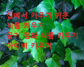 집에서 키우기 쉬운 식물 키우기 공기 정화 식물 키우기 아이비 키우기