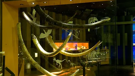 우석헌 자연사 박물관