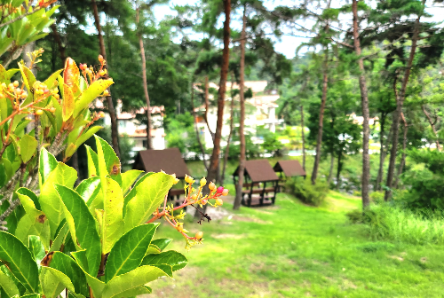 변산반도 휴양림 숲속 풍경