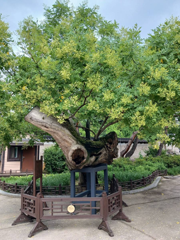 창덕궁 고목