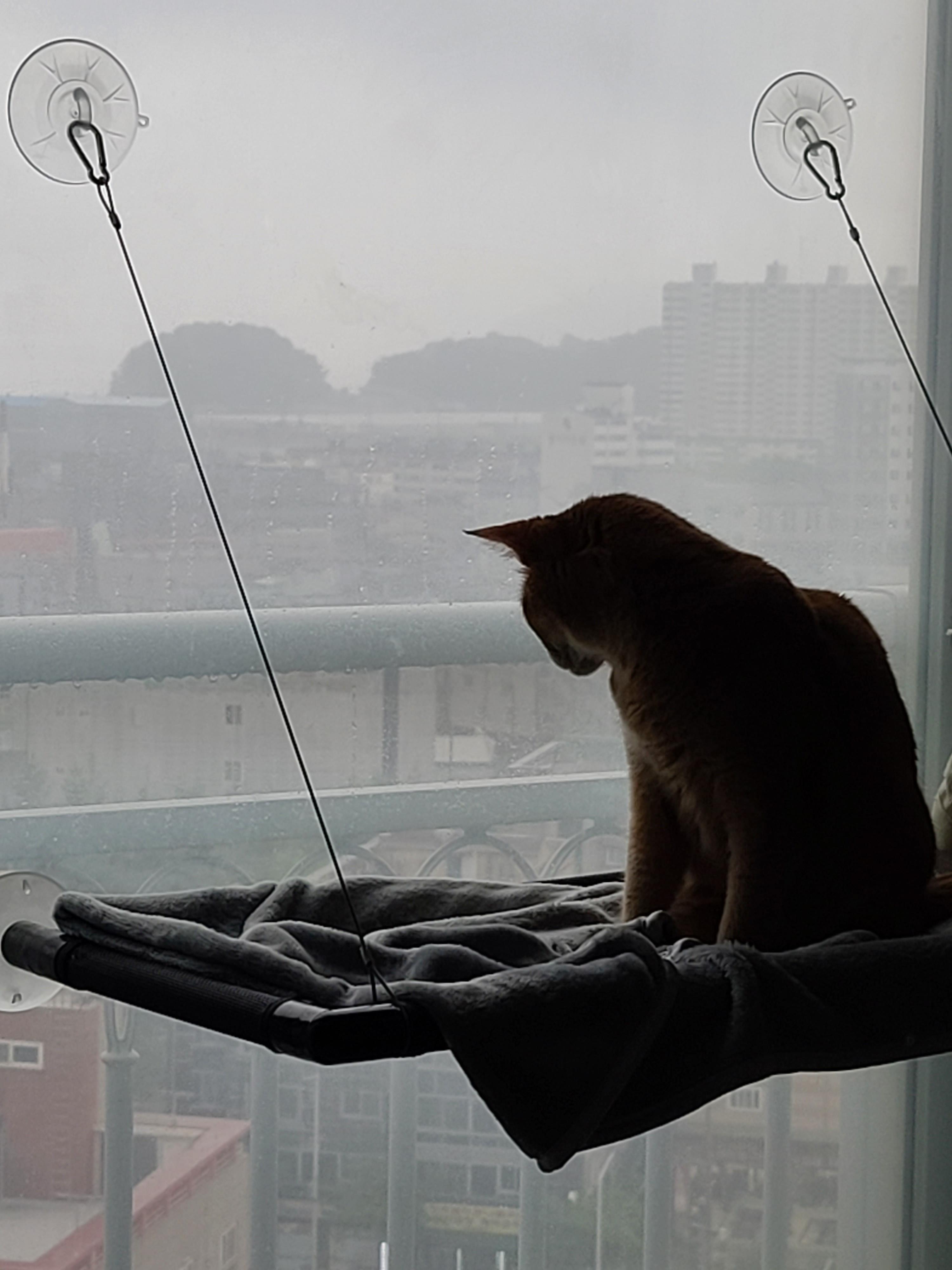 귀엽게 자는 고양이들. 비오는날 아홉냥이들.