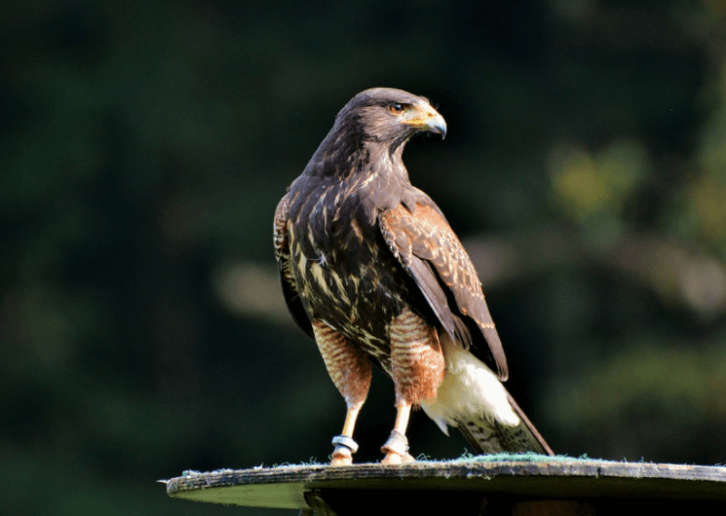 발목에 링이 달려있는 매 사진