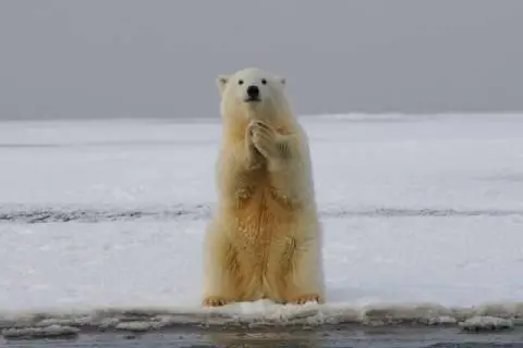 곰