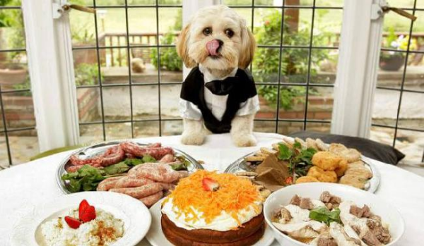 반려견에게 해로운 음식