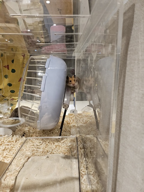 골든햄스터 스트레스 신호(높은 곳에 오르기)