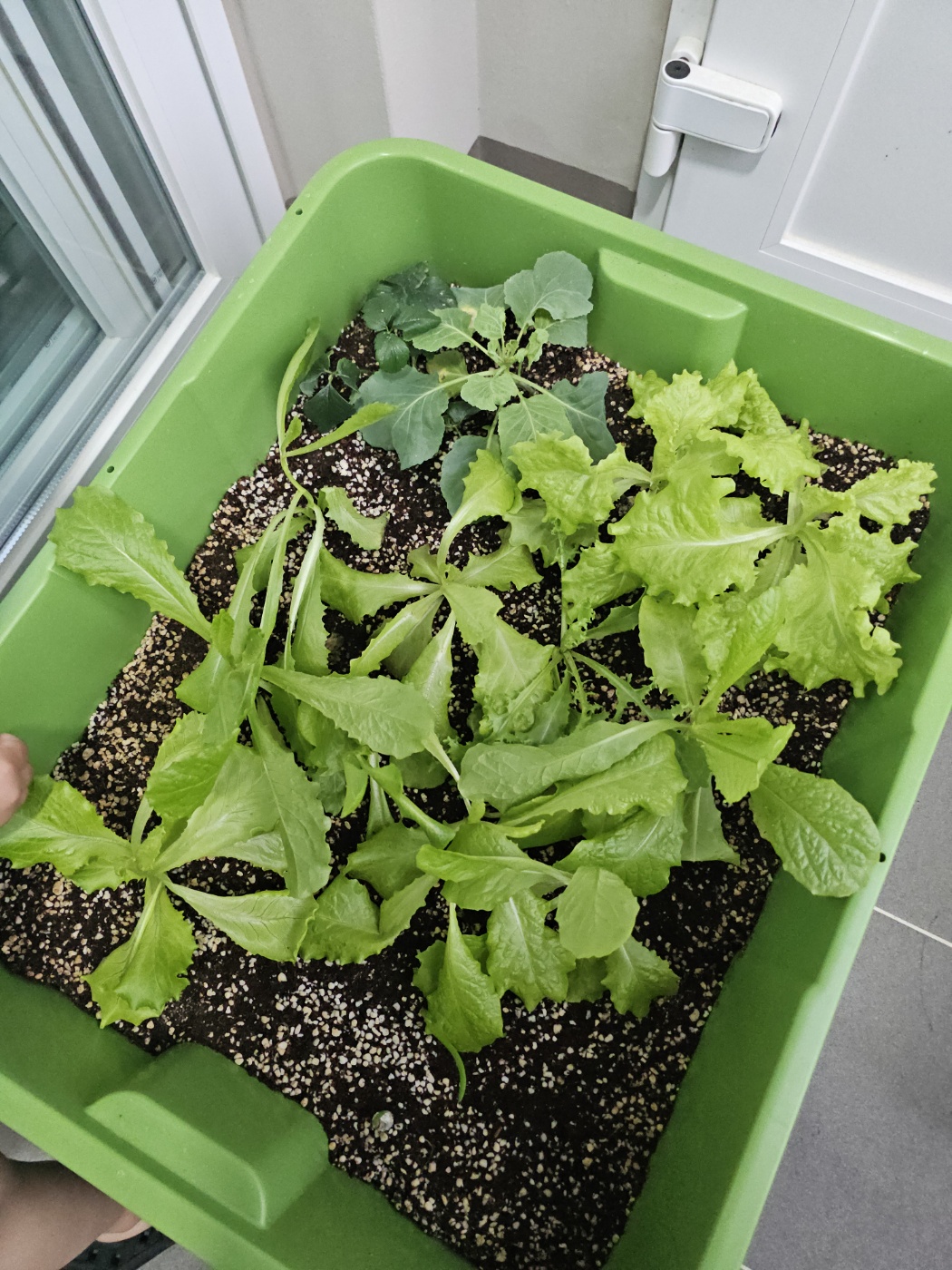 2025년 오산시 도시농업 힐링그린텃밭